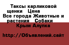 Таксы карликовой щенки › Цена ­ 20 000 - Все города Животные и растения » Собаки   . Крым,Алупка